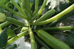 <b>西葫蘆種子為什么要消毒和溫水浸泡，有哪些好處？</b>