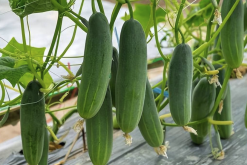 <b>夏季西葫蘆和秋季西葫蘆有什么區別和特點？</b>