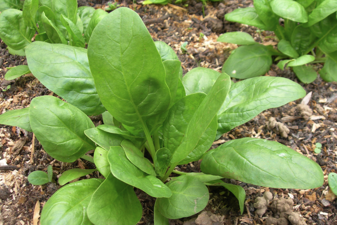 山菠菜如何進(jìn)行種植,有哪些注意事項(xiàng)?