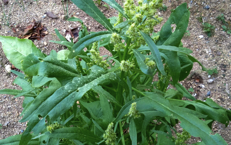 山菠菜有哪些營養價值和經濟價值?