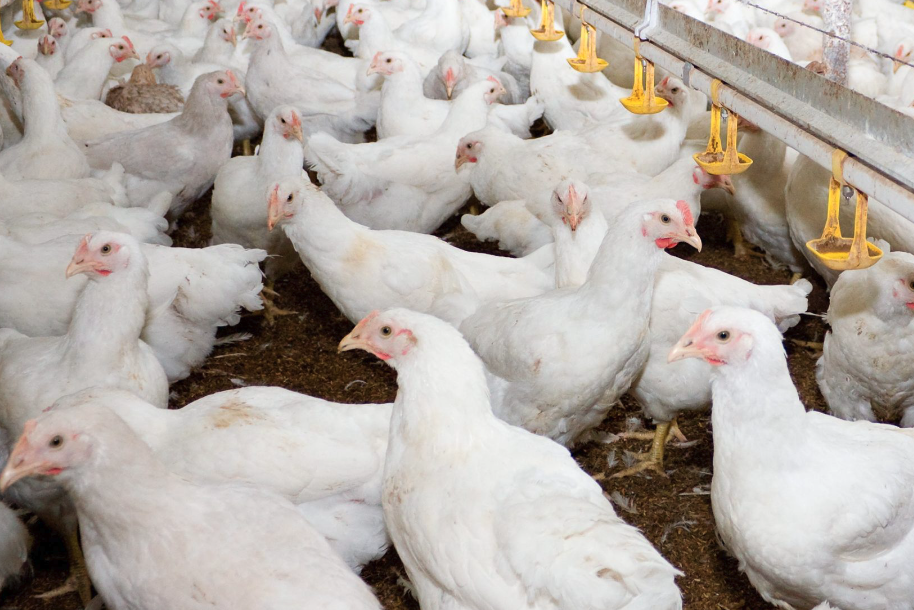 蛋白胨是什么,加入到肉仔雞飼料中有什么好處?