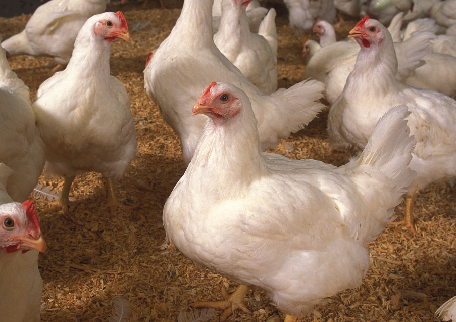 蛋白胨是什么,加入到肉仔雞飼料中有什么好處?