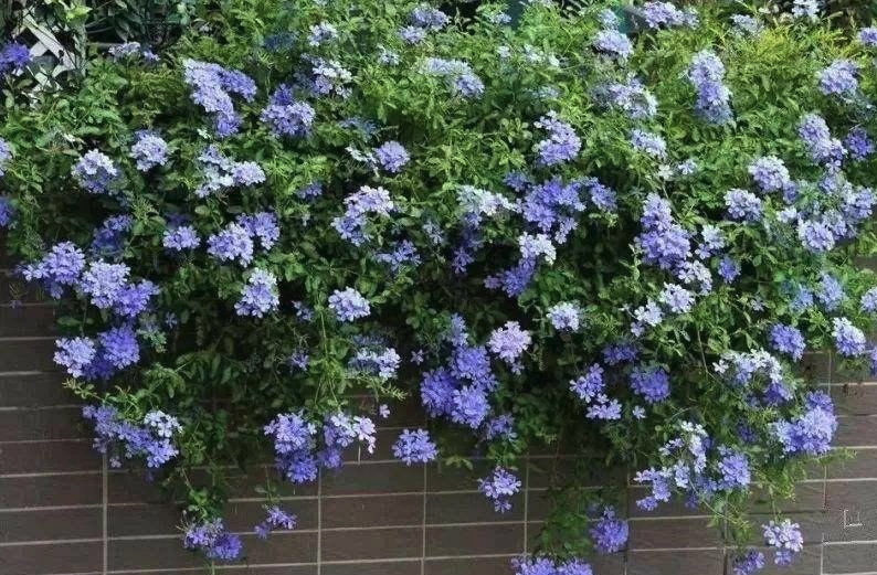 藍雪花如何進行繁殖,花期在什么時候?