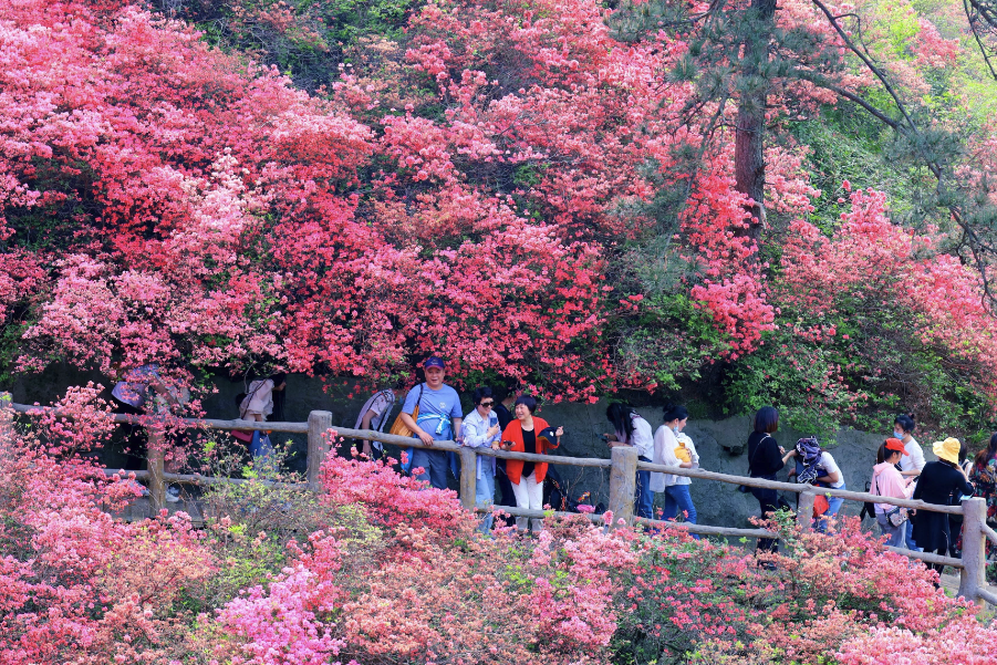 映山紅對種植環境有什么要求,花期在什么時候?