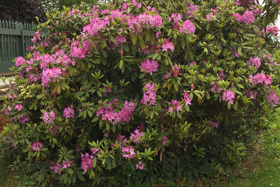 杜鵑花在中國(guó)的種植歷史有多久,有哪些花語(yǔ)?