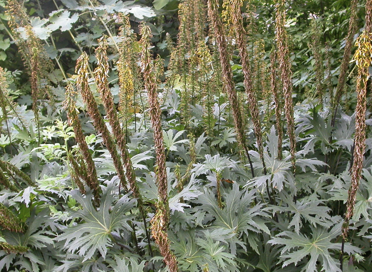 蹄葉橐吾主要有哪些用途,如何進(jìn)行種植?