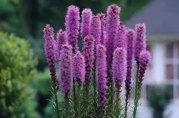 蛇鞭菊如何進行繁殖,花期在什么時候?