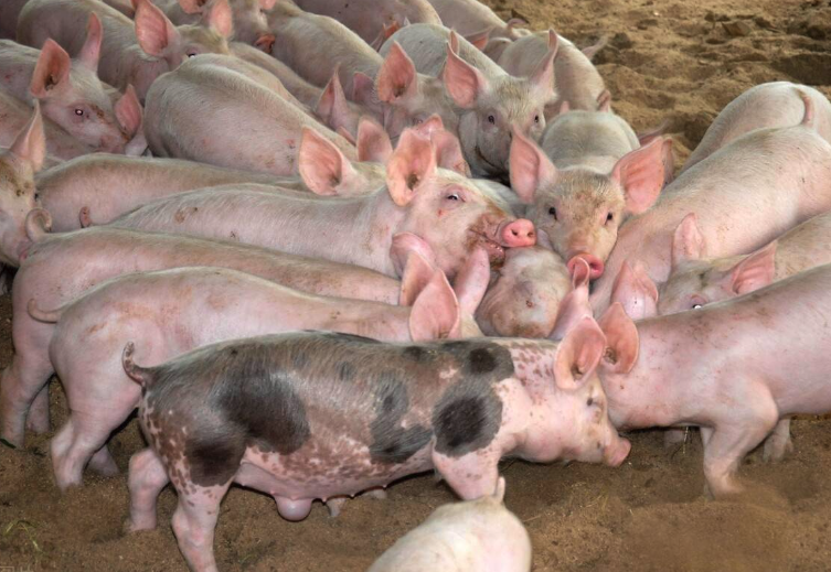 乳清粉如何提煉,可以加入到仔豬飼料中嗎?
