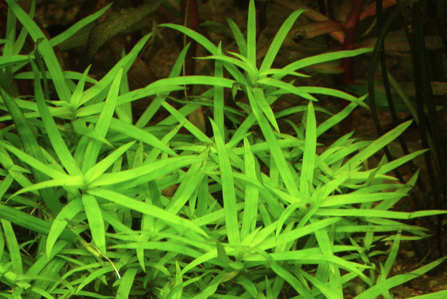 星星草是什么植物,排鹽功能怎么樣?