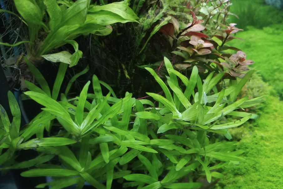 星星草是什么植物,排鹽功能怎么樣?