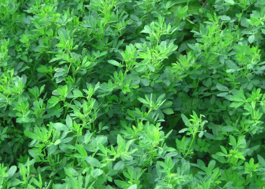 亞速爾苜蓿有哪些生態(tài)習(xí)性,生長(zhǎng)周期是多久?