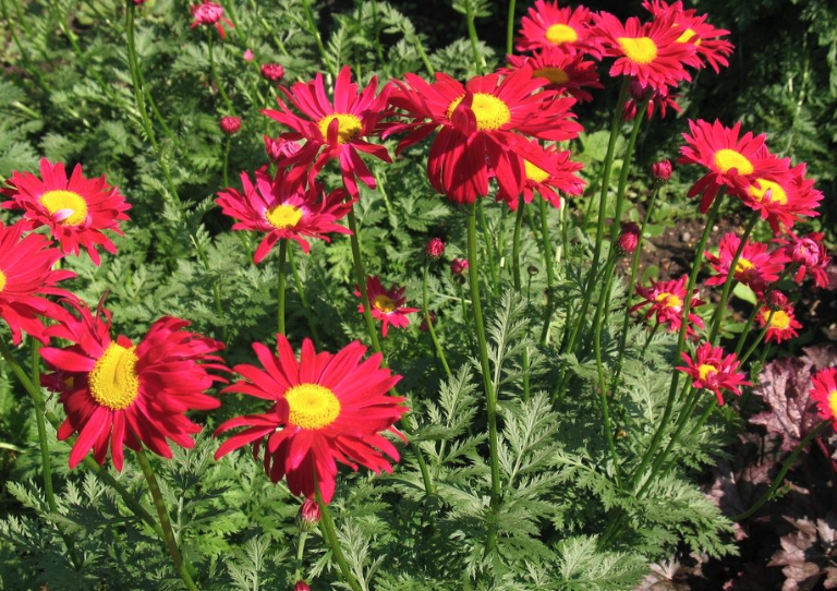 紅花除蟲菊如何進行種植,花期在什么時候?