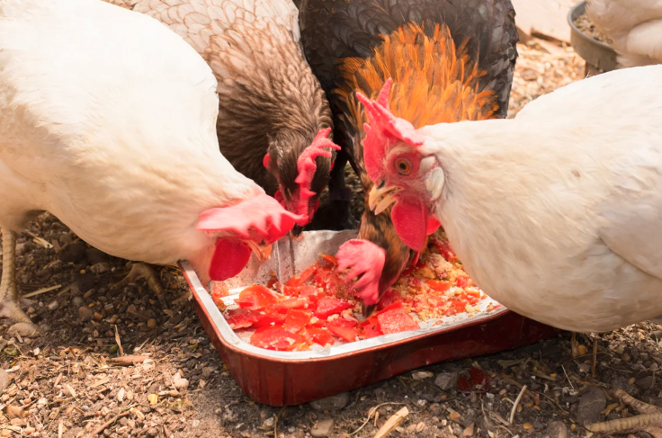 強(qiáng)化復(fù)合添加劑是什么成分,加入雞飼料有哪些好處?