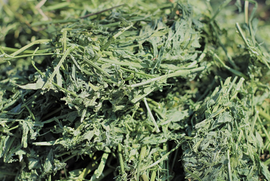 苜蓿有哪些用途,可以飼喂的牲畜有哪些?