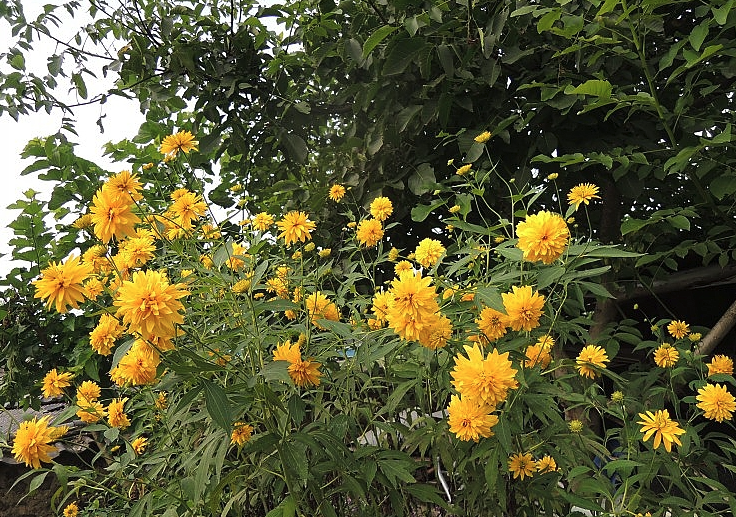 重瓣金光菊如何進(jìn)行栽培,需要注意什么?