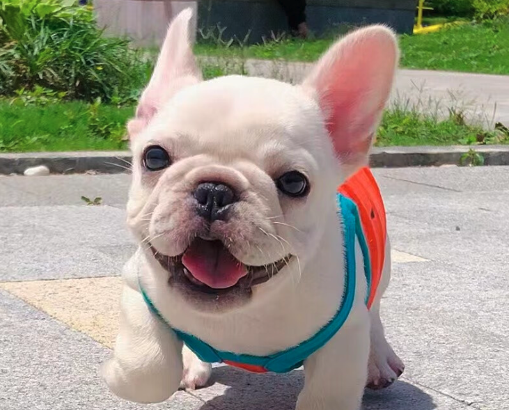 法斗寵物犬是屬于什么品種?為什么長不大?