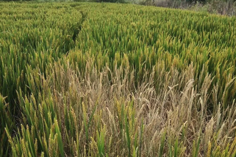 稻田飛虱可以用稻田蜘蛛來消滅嗎,需要注意什么?
