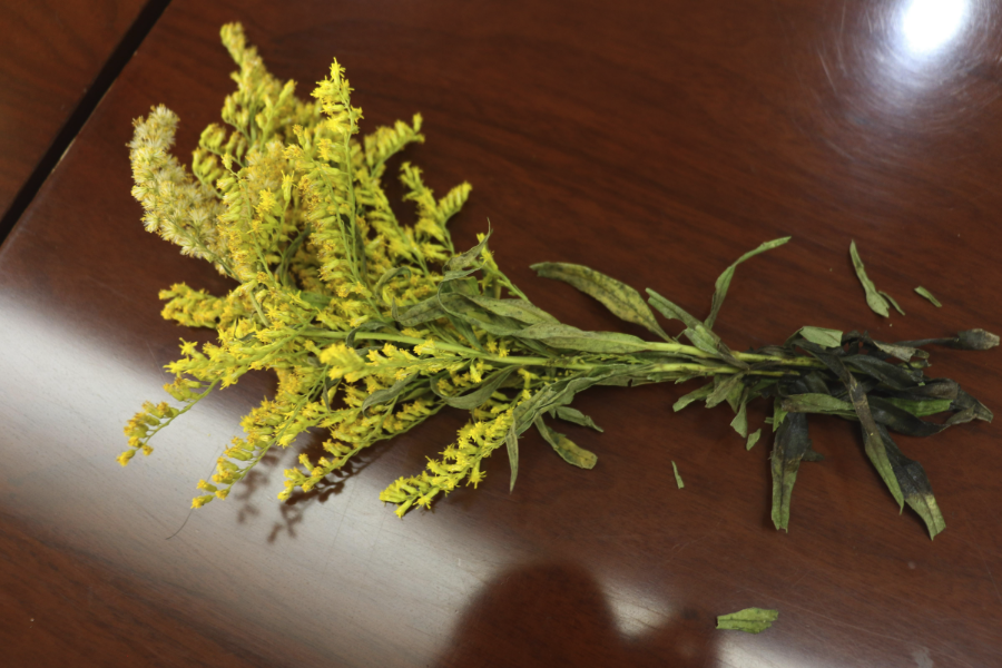 一枝黃花如何進(jìn)行繁殖,需要注意什么?