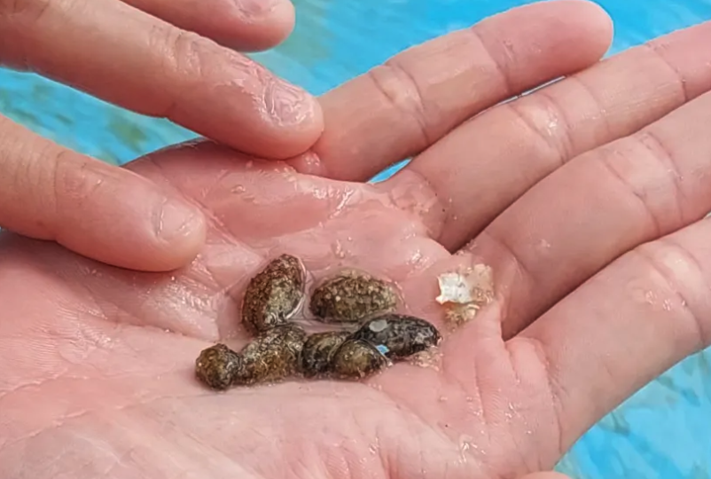 海參幼苗一般多久換一次水,溫度控制在多少?
