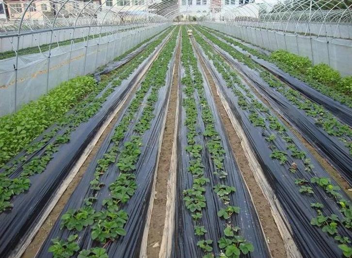 降解地膜主要用于哪些農作物,有什么好處?