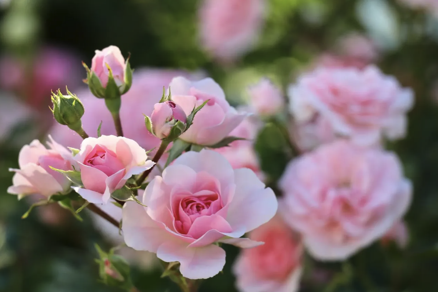 豐花月季如何進(jìn)行嫁接,有哪些注意事項(xiàng)?
