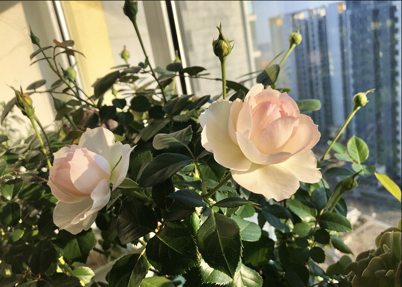豐花月季的栽種方法和注意事項(xiàng)介紹?