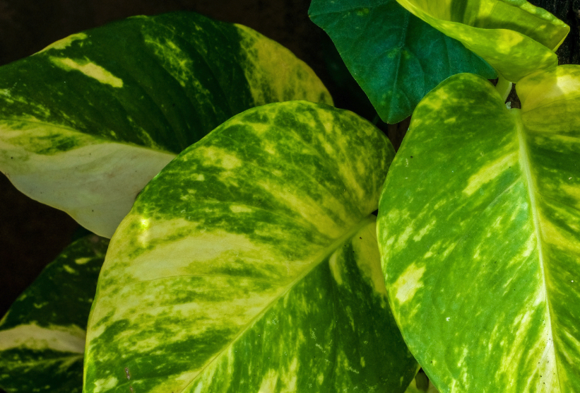 牽牛花可以室內種植嗎?需要注意什么?