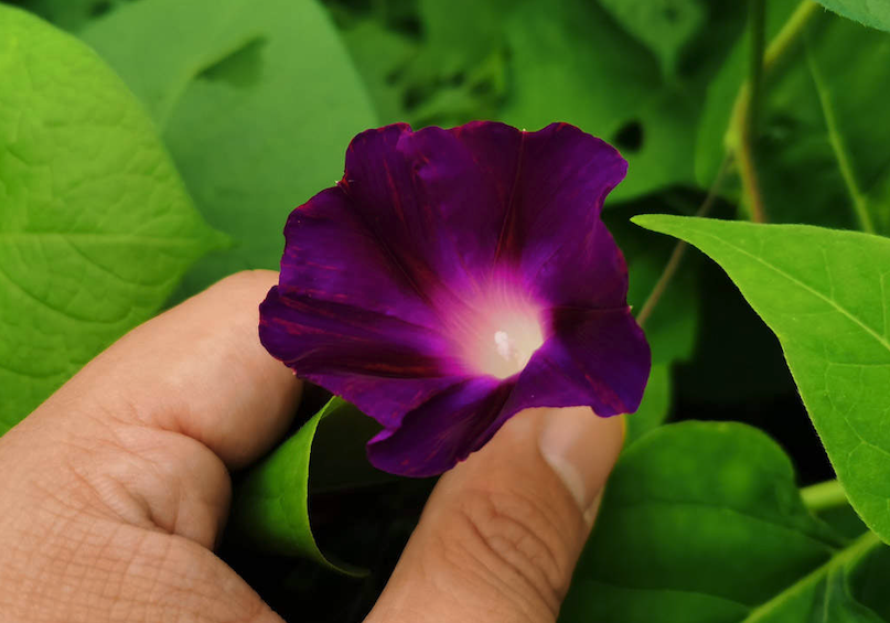 牽牛花日常維護,出來澆水怎么防蟲病害?