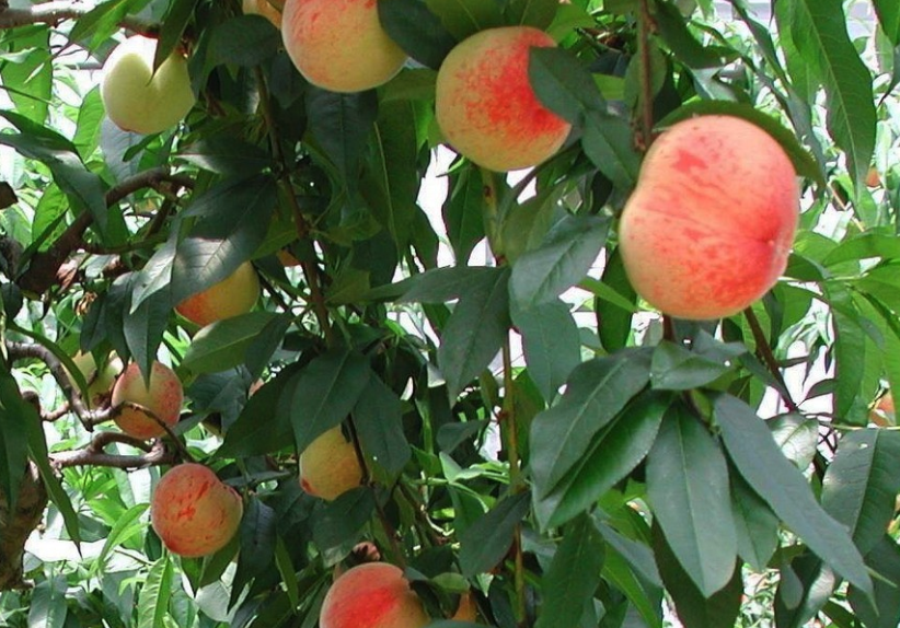 水蜜桃種植需要多長時間才能結(jié)果?