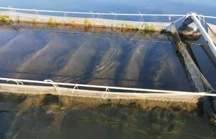 如何清理海參幼苗水池底部,有哪些方法?