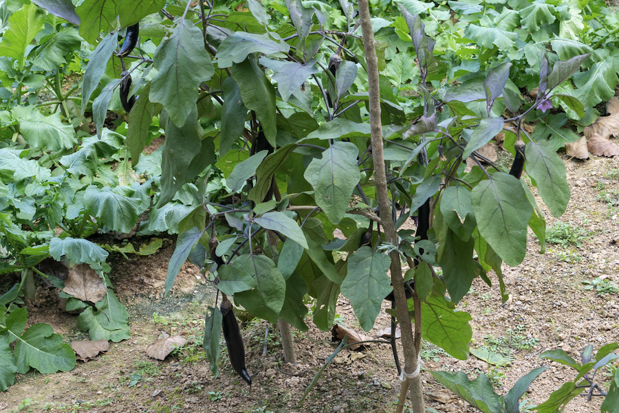 高溫天氣對茄子幼苗葉片生長有哪些影響?