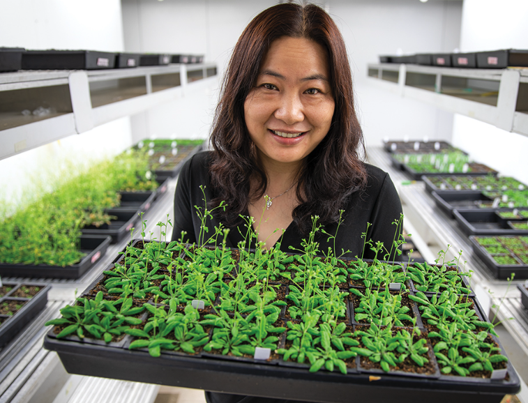 擬南芥有哪些繁殖方式,需要注意什么?