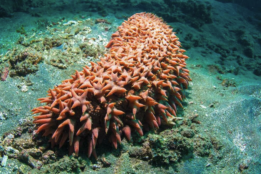 海參養殖如何進行催產?