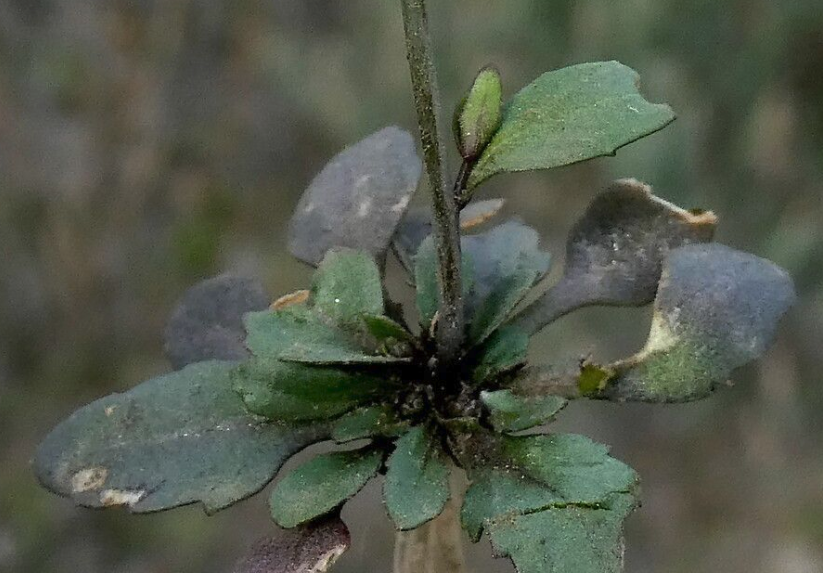 擬南芥是什么植物,有什么形態特點?