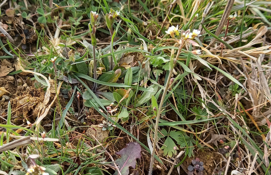 擬南芥是什么植物,有什么形態特點?