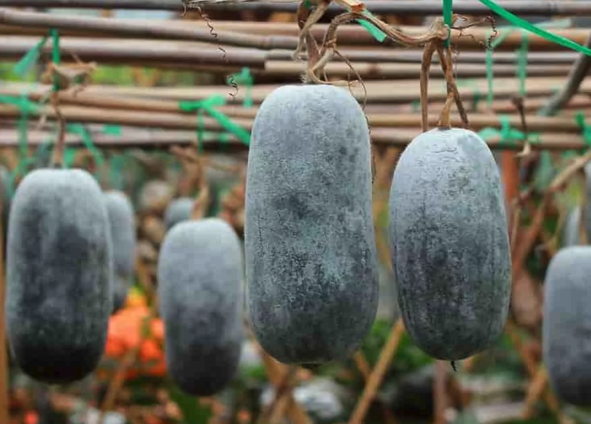 冬瓜如何進行插竹引蔓,有哪些方法?