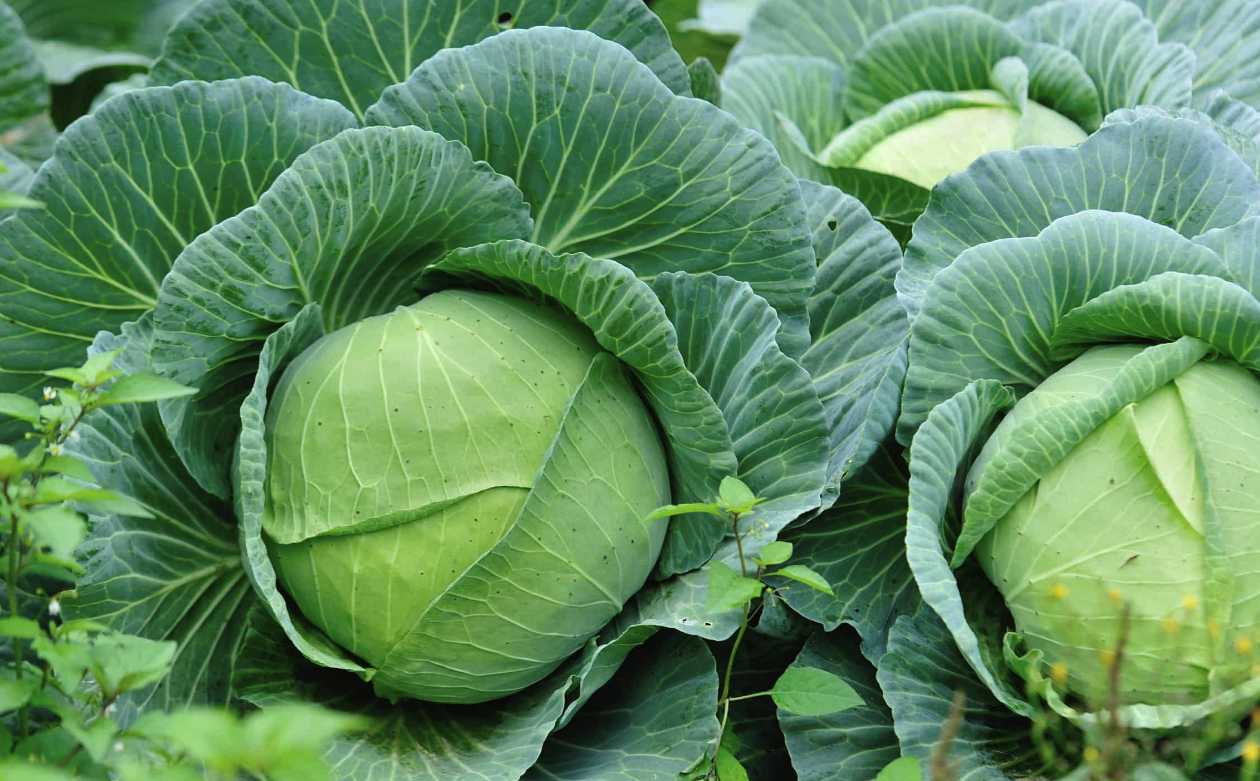 卷心菜里面的菜螟如何去除,有哪些方法?