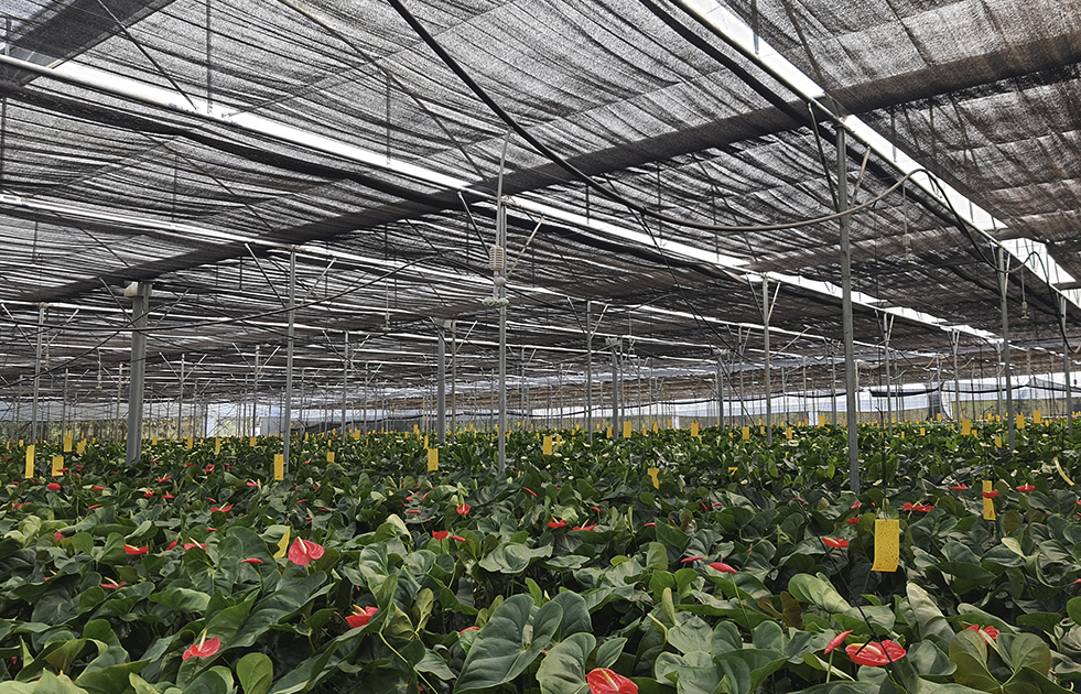 青菜種植可以鋪設遮陽網嗎,有哪些好處?