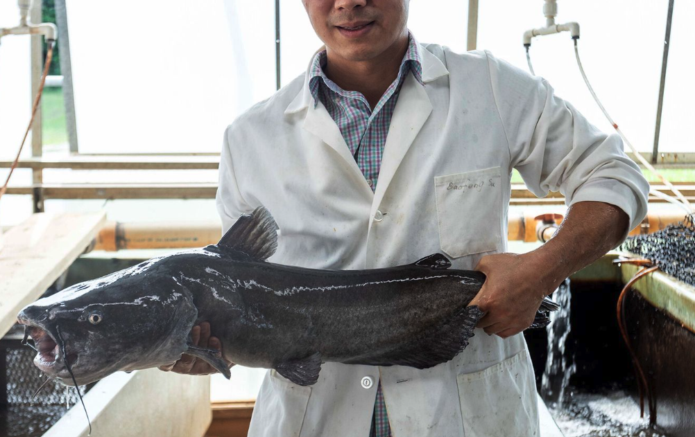 鯰魚有哪些營養(yǎng)價值和經(jīng)濟價值?
