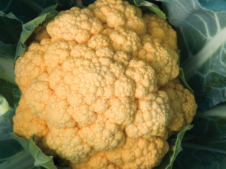 橙色青花菜如何進行追肥,需要注意什么?