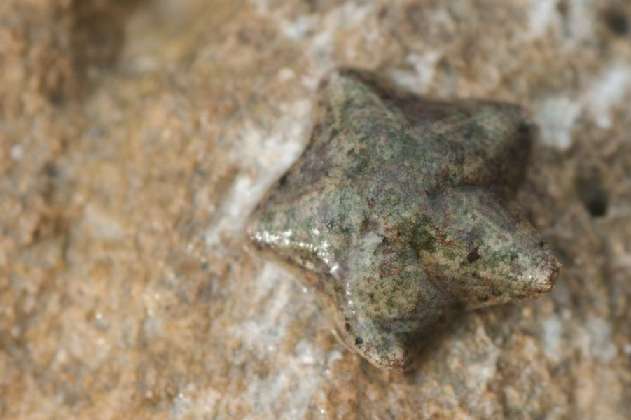 海燕有哪些生態(tài)習(xí)性和飲食習(xí)性?