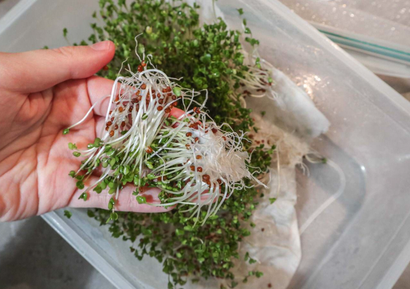 羅馬式青花菜如何培育種子,需要準備什么?