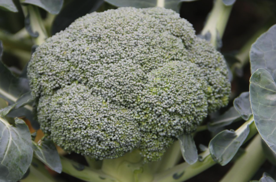 羅馬式青花菜如何培育種子,需要準備什么?