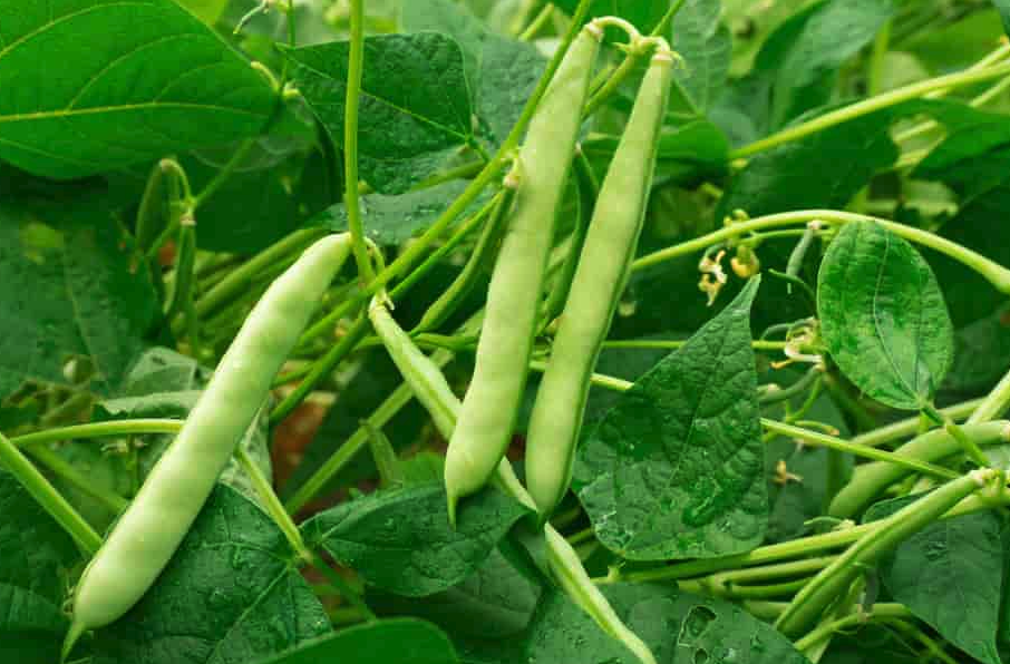 菜豆如何進(jìn)行田間管理,有哪些方法?