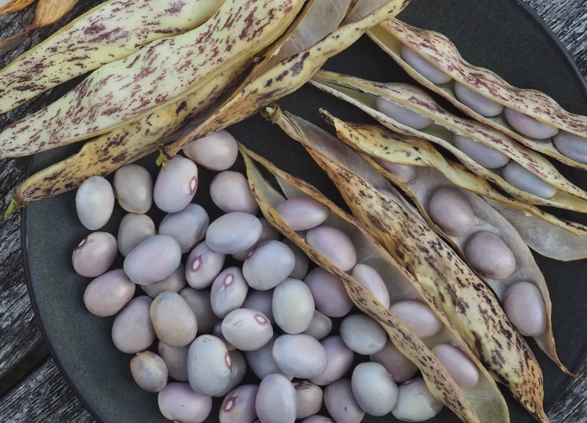 菜豆種植前為什么要經過曬種,有哪些好處?