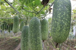 <strong>節瓜如何進行催芽，催芽期間需要水洗嗎？</strong>