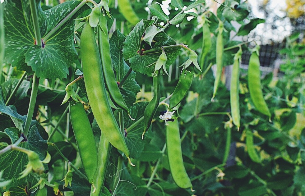 豌豆苗定植前需要準(zhǔn)備什么,有哪些條件?