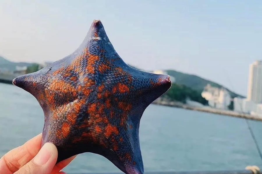 多棘海盤車有什么形態(tài)特點(diǎn),主要分布在哪些地區(qū)?
