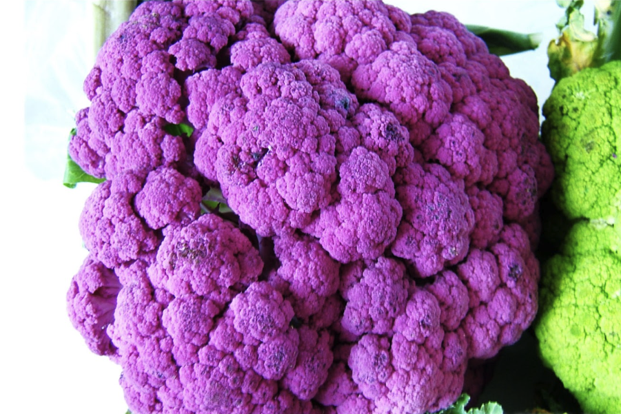 紫色青花菜定植后應該如何管理和維護?