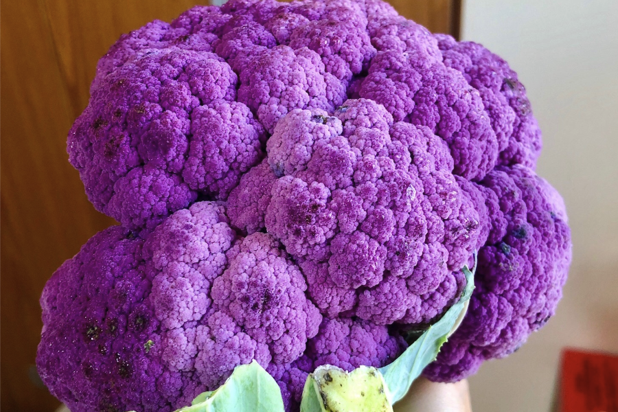 紫色青花菜定植后應該如何管理和維護?
